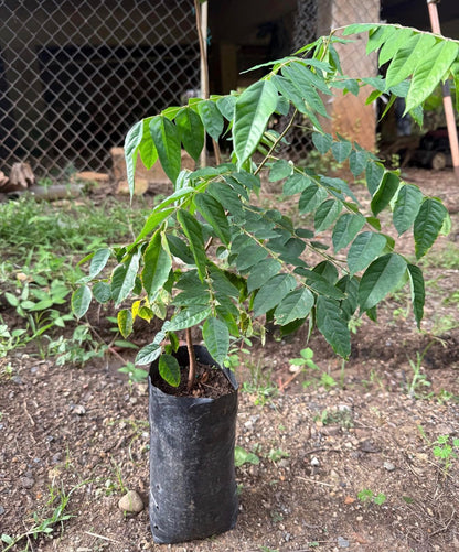 Star Fruit (Averrhoa Carambola) Carambola Live Fruit Tree(1-2ft) Plant (Varieties: Kari, arkin, kaiang, daleys Sweet Gold, fwang Tung)