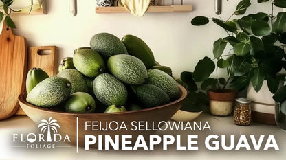 Pineapple Guava - 3 Live Plants - Feijoa Sellowiana - Edible Fruit and Flowering Foliage