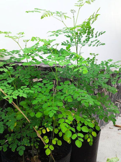 Live Malunggay Plant Potted, Moringa Oleifera Live Tree, 6-8" in Tall Drumstick Horseradish Trees Herb for Planting, 7 Months Old Tree