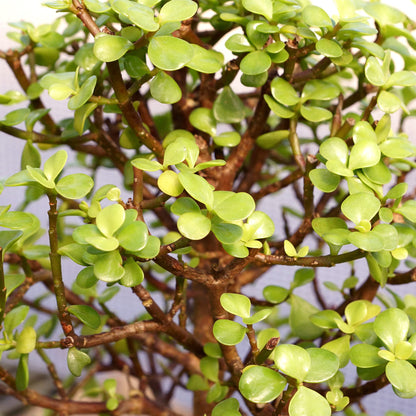 Brussel's Bonsai - Live Dwarf Jade Bonsai Tree in a Ceramic Bonsai Pot, Indoor Succulent Houseplant, 6 Years Old, 10-14 Inches Tall, Easy Care Plant for Home or Office (Large, Green)