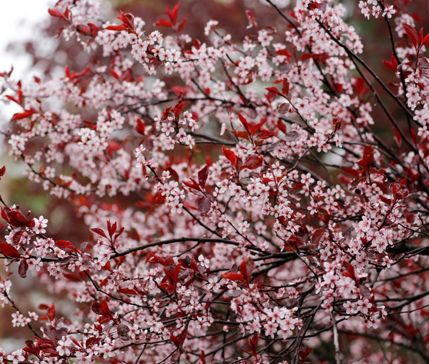 Purple Leaf Sand Cherry Live Plant – Prunus Cistena Ornamental Shrub – Pink Spring Blossoms with Deep Purple Foliage – Hardy Landscape Flowering Bush for Outdoor Gardens (5 Trees)