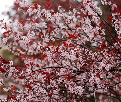 Purple Leaf Sand Cherry Live Plant – Prunus Cistena Ornamental Shrub – Pink Spring Blossoms with Deep Purple Foliage – Hardy Landscape Flowering Bush for Outdoor Gardens (5 Trees)
