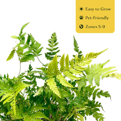 2 Autumn Fern – Evergreen Perennial Shade Fern with Arching Coppery Fronds for Woodland Shade Borders & Containers (Dryopteris erythrosora ‘Autumn’) in 3.5” Cubes, Live Plants