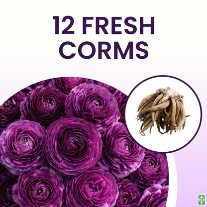 Purple Aviv Peony Ranunculus - 12 Largest Size Corms, Premium Ranunculus Bulbs, Vibrant Purple Flowers, Ideal for Garden Beds, Stunning Peony-Like Blooms