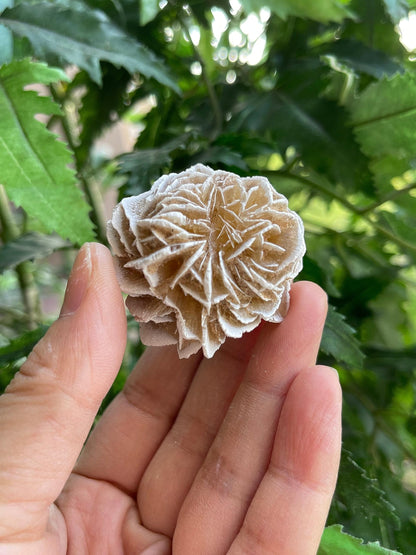 GAF TREASURES Wholesale Raw Desert Rose Crystals, Natural Desert Rose Stone, Natural Rough Desert Rose Crystals, Desert Rose Rough, Desert Rose Healing Crystals (Desert Rose, 0.5 Pound)