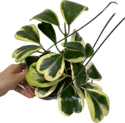 Variegated Hoya Kerrii - Hoya Plants Live Houseplant - Outer Variegated Kerrii - Plant Gift - Air Purifying Features - CA Seller (2-3 Leaves Plant, 4" Pot)