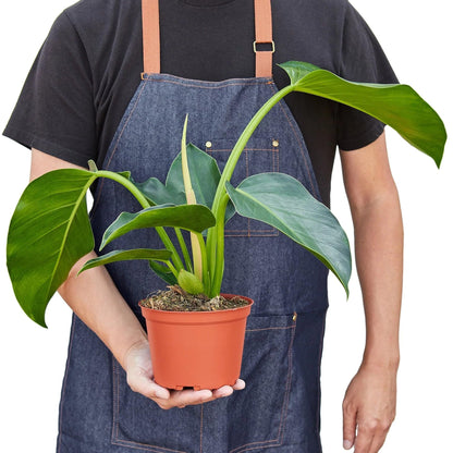 Philodendron 'Congo Green' | Live Plant for Indoor & Outdoor | for Living Room, Office, Bathroom | (6" Pot)