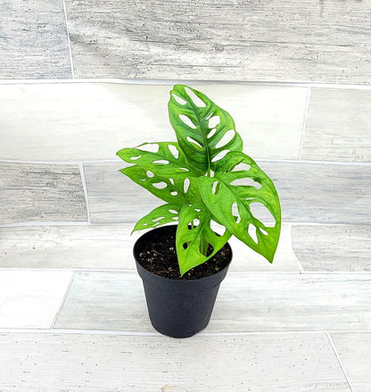 Monstera Adansonii Philodendron Swiss Cheese Live Plant 4" Pot by 3exoticgreen - Plants Live Houseplants, Indoor Plants, Monstera Plant for Home Decor