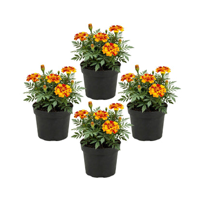 Live Flowering Marigold - Durango Bolero (4 Per Pack), Beautiful Spring Color, 8" Tall by 4" Wide in 1 Pt Pot