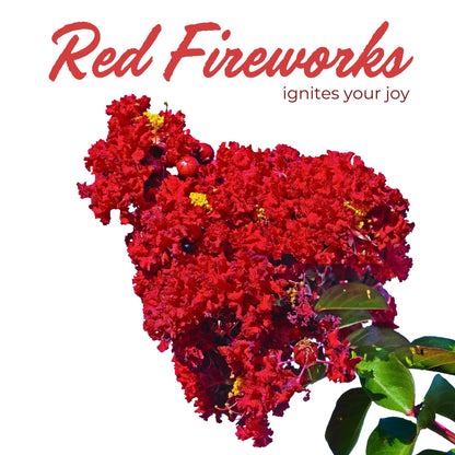 2 Red Rocket Crepe Myrtle, Live Plants (Lagerstroemia Indica) – Vibrant Red Blooms, Thriving in 2.5” Nursery Cubes