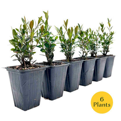 6 Green Gem Boxwood – Compact Rounded Evergreen Shrub for Low Hedges, Borders & Container Planting (Buxus sempervirens ‘Green Gem’) in 3.5″ Cubes, Live Plants