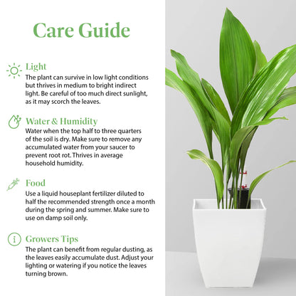 American Plant Exchange Cast Iron Plant – Live 10-Inch Potted Evergreen, Hardy Low-Light Houseplant, Drought-Tolerant & Easy-Care Foliage Plant for Home, Office & Shade Gardens