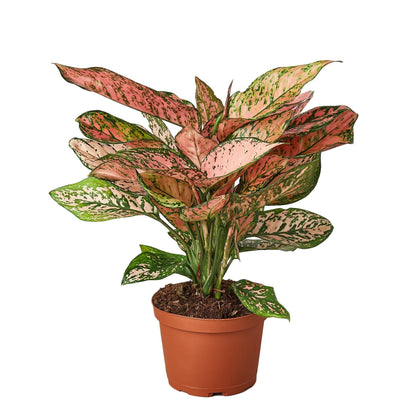 Chinese Evergreen 'Lady Valentine' in 6in Pot - Live Plants Tropical Houseplants | Variegated | USA Growers | The Snobby Leaf