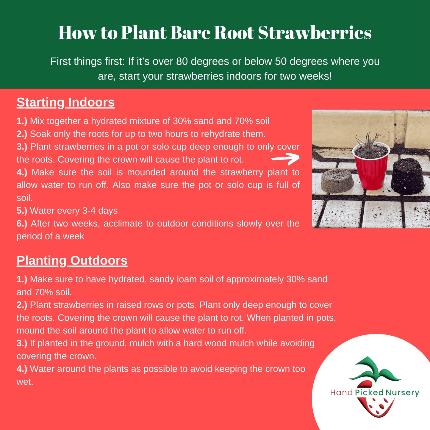 Strawberry Garden Variety Pack, 20 Plants (10 of Each) - Everbearing and June Bearing Bare Root Strawberry Plants from Hand Picked Nursery