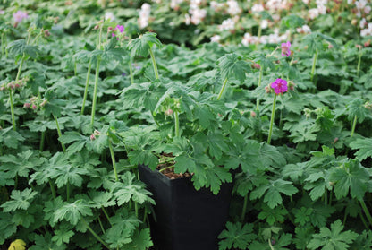 Perennial Farm Marketplace Geranium macrorrhizum 'Bevan's Variety' (Bigroot Geranium) Live Perennial, Size-Quart, Ground Cover, Spring Blooming Magenta Flowers, Zones 4-8