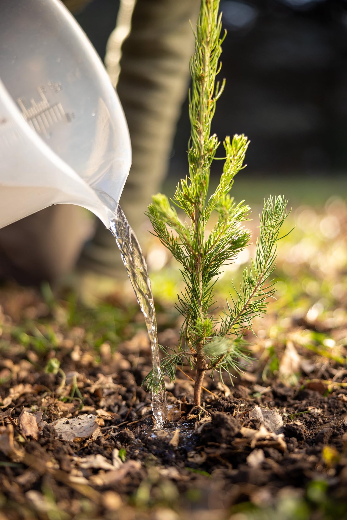 White Spruce Live Tree Seedling Plugs | 6"-12" | Arbor Day Foundation (5-Pack)