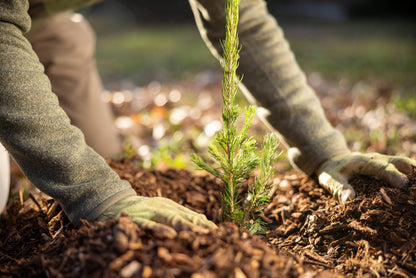 Colorado Blue Spruce Jumbo Tree Plug Seedlings | 12"-18" | Arbor Day Foundation (3-Pack)