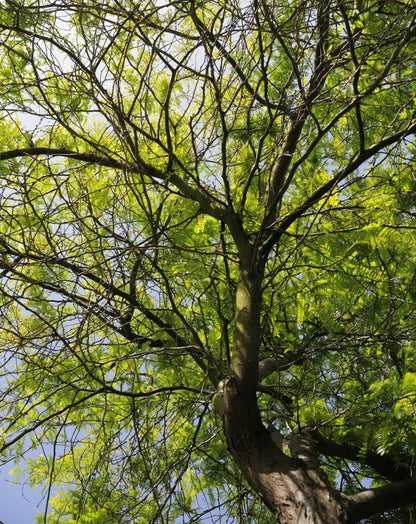 Live Plant - 2 Thornless Honey Locust Trees - 18-24" Tall Live Plants - Bare Root - Outdoor