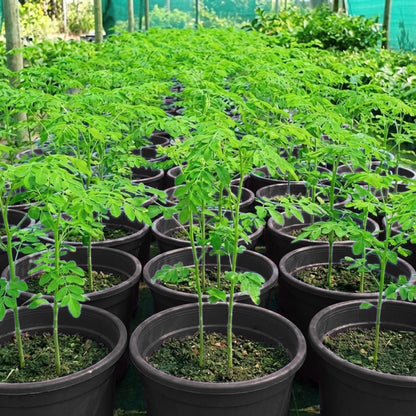 2 Moringa Trees Plants Live for Planting, Moringa Oleifera, Malunggay Well Rooted, 6 to 10 Inches Tall, No CA