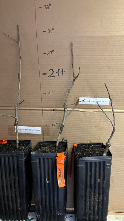 8-12" Tall Royal Medlar Tree, Mespilus Germanica, grafted Plant