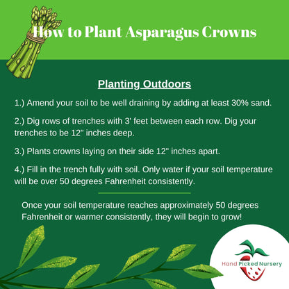 Jersey Knight Asparagus Roots - Hardy and High Yielding, 2yr Bare Root Asparagus Crowns from Hand Picked Nursery (5)