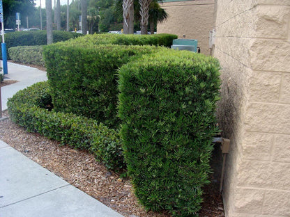 Podocarpus Macrophyllus Japanese Yew | 2 Extra Large Trade 3 Gallon Plants | Evergreen Shrub, Low Maintenance, Drought Tolerant, Privacy Screen Landscaping, Fast Growing, Ornamental Foliage