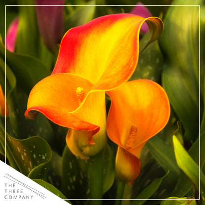 Live Flowering Calla Lily (2 Plants Per Pack) - Orange, 3+ Blooms - Beautiful Spring Perennial - 12" Tall by 5" Wide in 1 Qt Pot