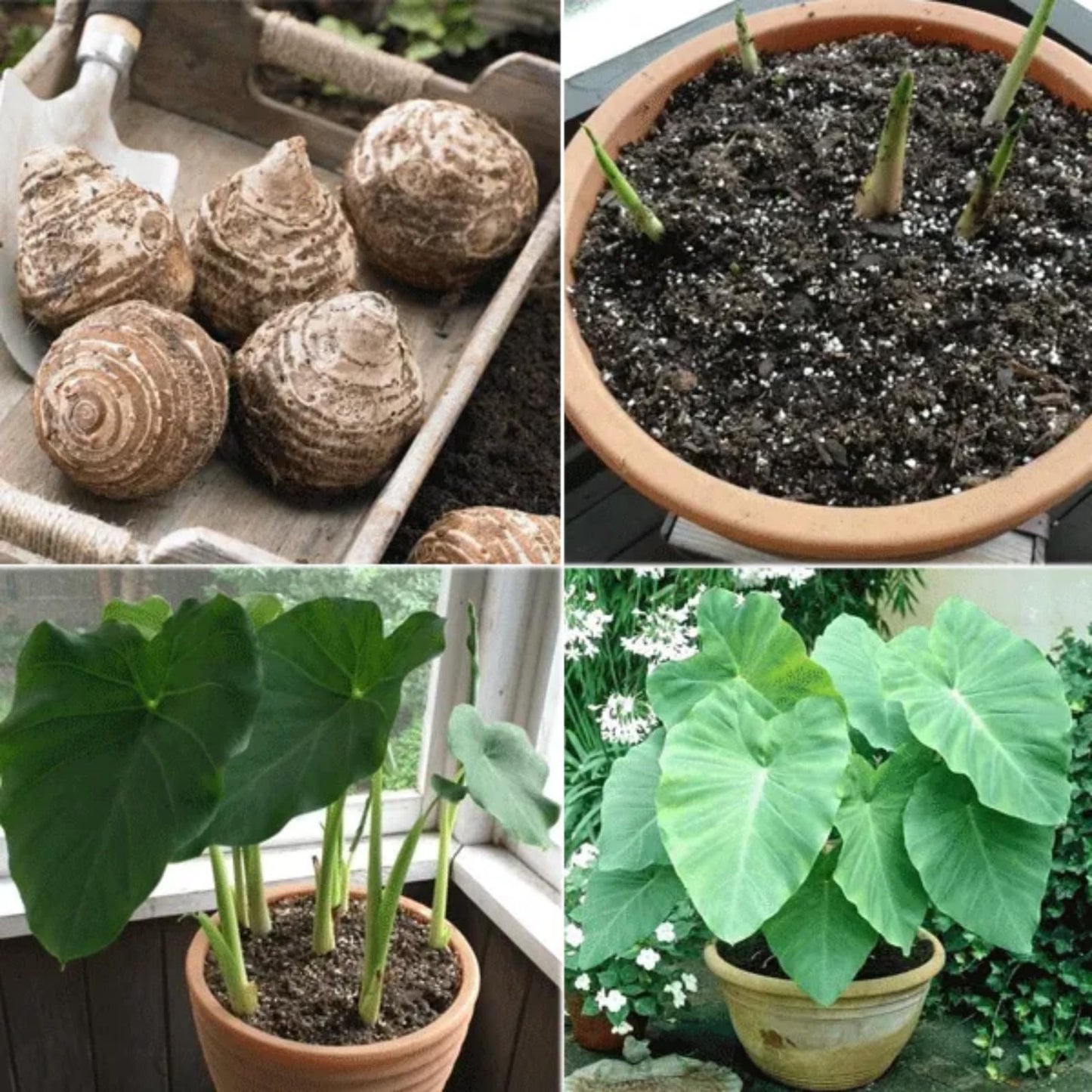 JYGXCT Elephant Ear Bulbs for Garden, Tropical Plant Tubers, Live Outdoor Plants-6 BULBS-H