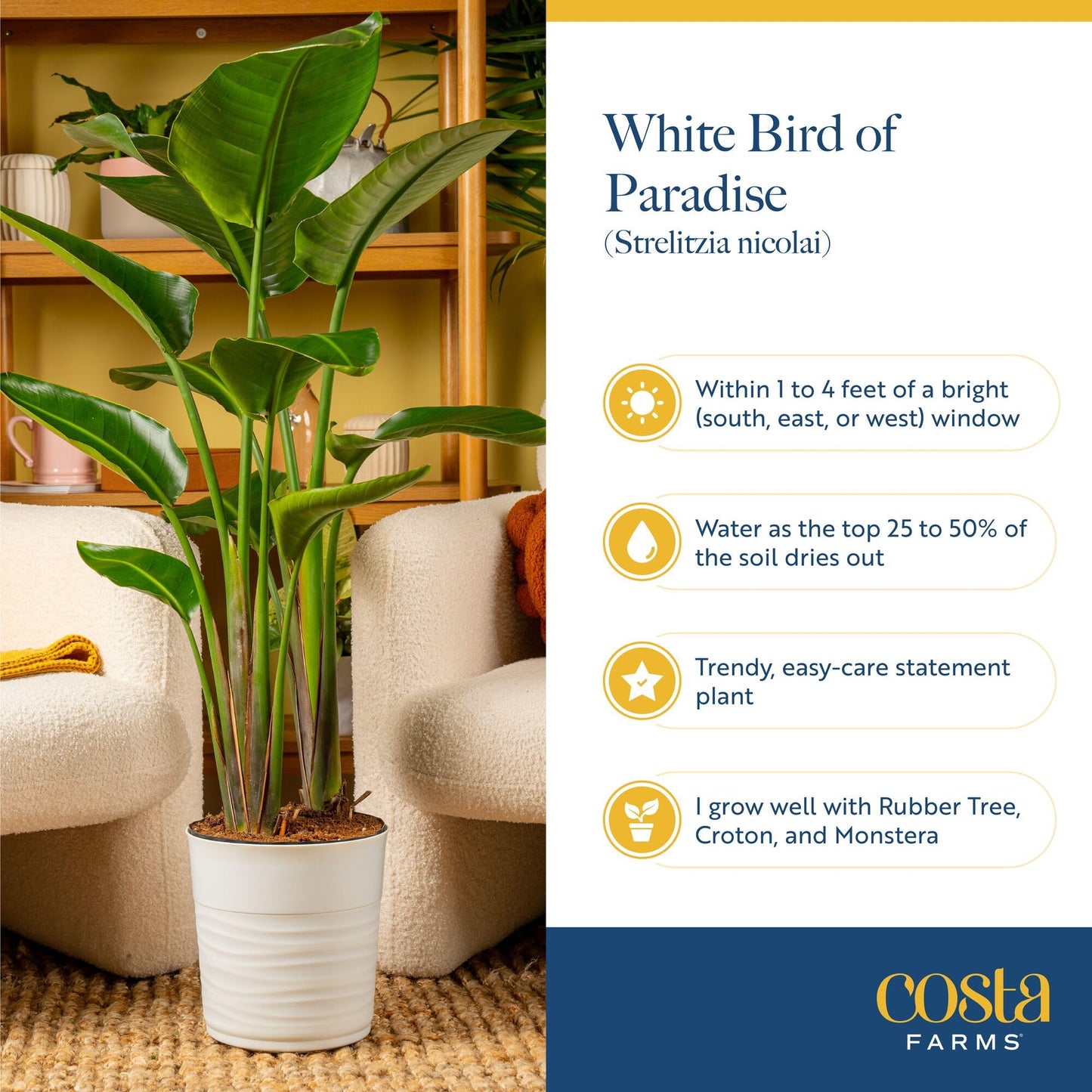 Costa Farms White Bird of Paradise Live Plant in Decorative Pot, Large Indoor Houseplant, Perfect for Home, Room, or Office Decor, Great House Warming or Birthday Gift, 2-3 Feet Tall