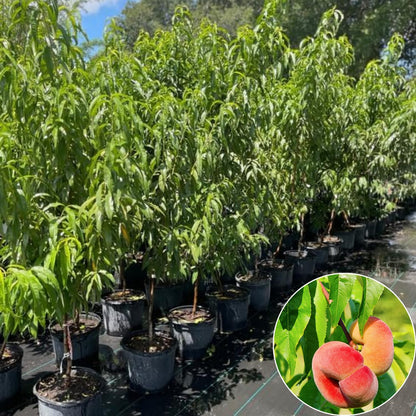 Donut Peach Tree Live Plant, in 3 Gallon Pot, 2 to 3 Feet Tall, Sweet Peach Fruit Tree for Outdoor Planting, No Ship to CA
