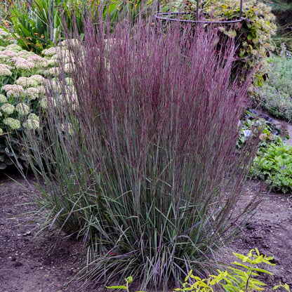 Live Plant from Green Promise Farms - Proven Winners, Schizachyrium scop. Prairie Winds Blue Paradise Little Bluestem, Blue/Purple Flowers - #1 Gallon Size Container