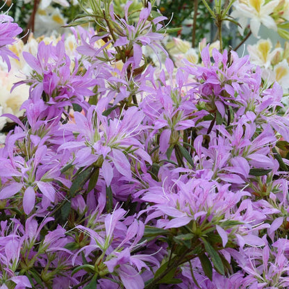 Live Plant - Koromo Shikibu Azalea Rhododendron Deciduous Starter Plant