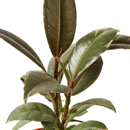 Ficus Elastica 'Tineke' | Live Plant for Indoor & Outdoor | for Living Room, Office, Bathroom | (4" Pot)