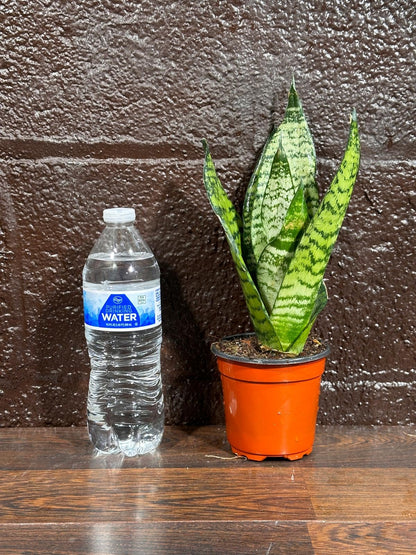 PLANTVERS Sansevieria Zeylanica Snake Plant in a 3 Inch Nursery Pot - Live Green Snake Plant - Mother-in-Law Tongue - Low Light Houseplant - Air Purifier Indoor Plant - Office Plant