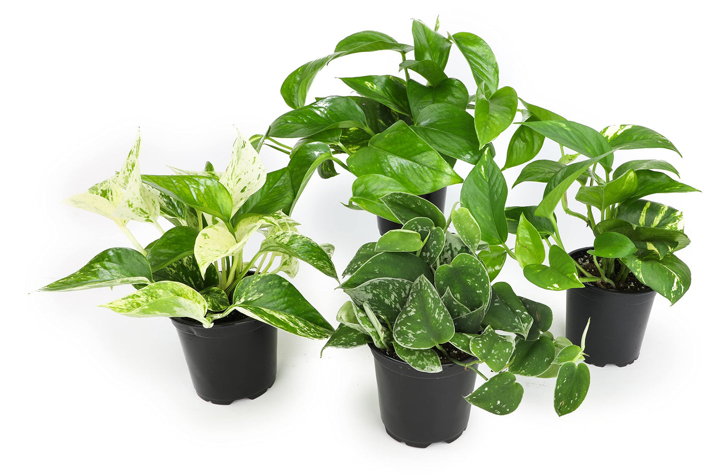 Altman Plants Live Houseplants (12PK), Indoor Plants for Delivery Prime & Live Pothos Plants (4PK) Indoor Plants Live Houseplants