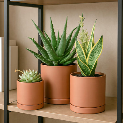 D'vine Dev Terracotta Pots for Plants, 4.2 Inch 5.3 Inch 6.5 Inch, Succulent Planter Pot with Drainage and Saucer, 40-T-A-0