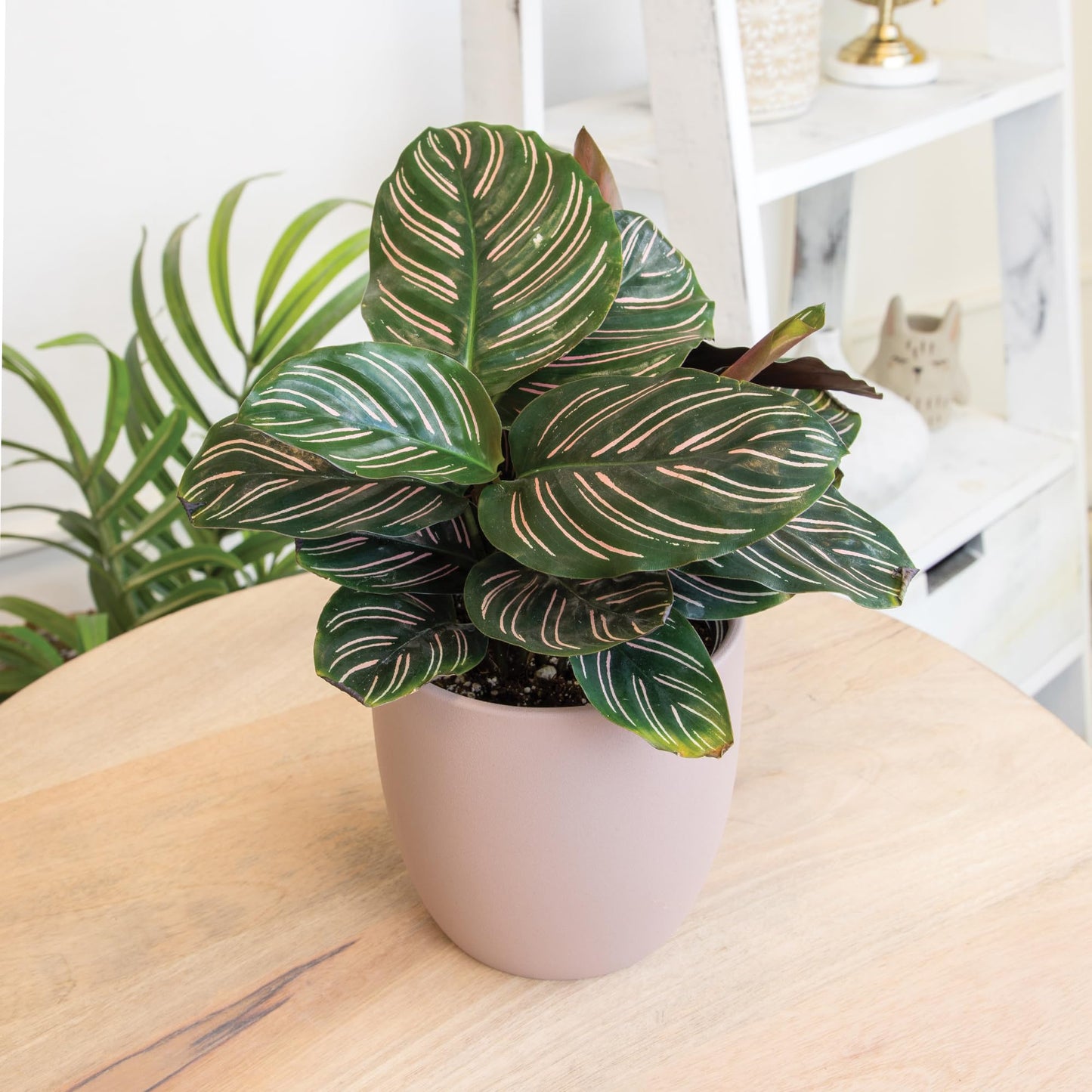 Essential Houseplant Collection (4PK) in 4.25" Grower Pots, Easy Air Purifying Plant Pack with Pothos, Syngonium, Philodendron, & More Popular Live Houseplants for Beginners by Plants for Pets