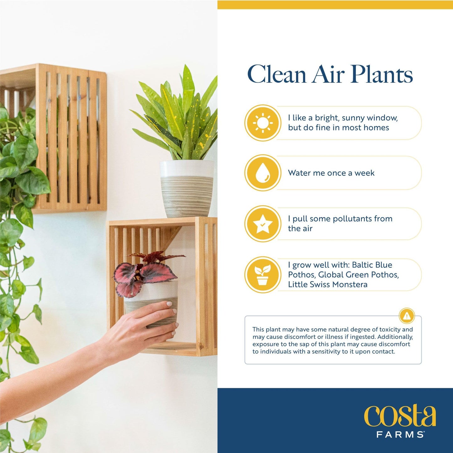 Costa Farms Live Indoor House Plants (3-Pack), Hand Selected Easy to Maintain Indoor Assorted Houseplants in Plant Pots, Curated Air Purifying Mix, Low Light, Home Office Decor Plant Gift