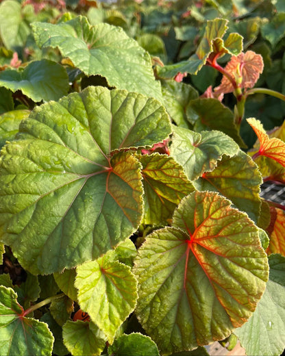 Perennial Farm Marketplace Begonia grandis (Hardy) Perennial, 1 Quart, Pink Flowers