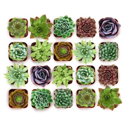 Shop Succulents Echeveria & Rosette Live Succulent Variety Pack – Fully Rooted 2" Potted Plants for Gifts, Favors, DIY Projects, Terrariums, Home Décor, and Garden Arrangements, 20 Pack