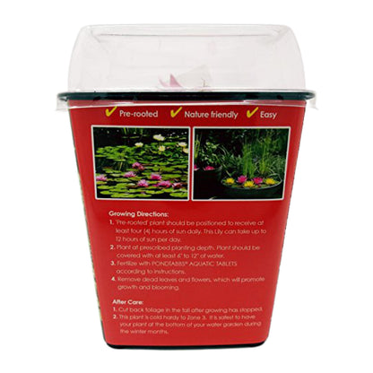 Chalily Water Lily Aquatic Plants Live Lilies Real Small or Big Pond Plant Lilly Ponds Cold Hardy Pads Grow waterlillies Flowering rhizomes Outdoor lilys Waterlily Lillies pre Grown lillys pad RED