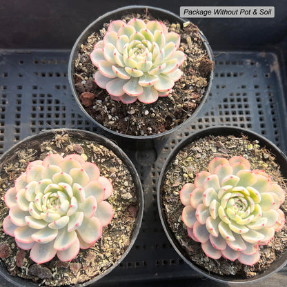 Echeveria Minima Rare Live Succulent Plants, Variegated 1 Head Pot Size 2.5" Orange Live Plant, Excludes Pot & Soil, Garden Indoor Office Desk, Party Baby Shower Decor, Gift for Plant Enthusiasts