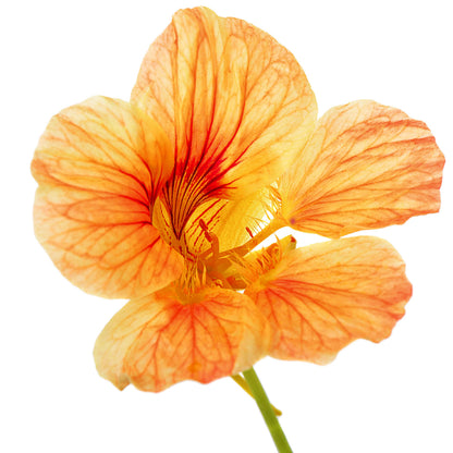 Organic Nasturtium Plant (Tropaeolum majus)- Live Plant in 2.5-inch Pot - Edible Flowers with Peppery Taste for Salads by Smoke Camp Crafts
