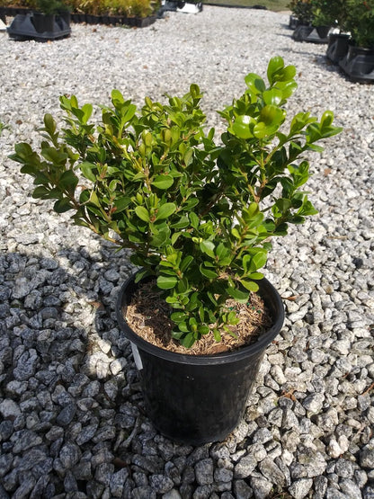 Live Plant - Japanese Boxwood (Buxus) - Live Plant - (2.5 Qt) - Evergreen
