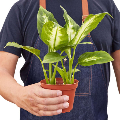 Dieffenbachia Camille Live Plant for Indoor | Different Houseplants in 4'' & 6'' Pot | Real House Plant for Living Room, Office, Desk & Bathroom | Cane | Camille