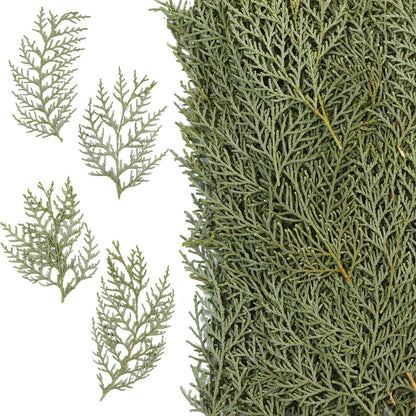 Jtoder Real Pressed Pine Leaves Branches for Christmas Crafts, Natural Dried Botanicals for Resin Ornaments, Wreath Making, Scrapbooking, Festive DIY Home Decor