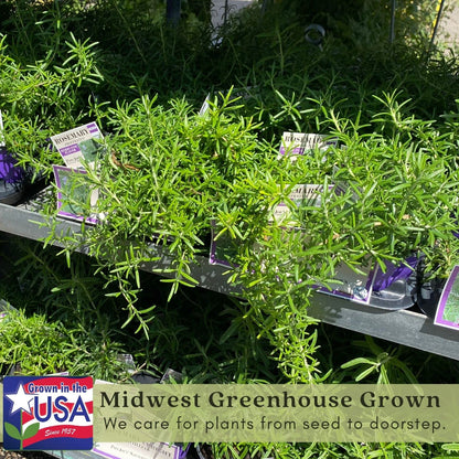 Clovers Garden Trailing Creeping Rosemary Herb Plant – Two (2) Live Plants – Non-GMO - Not Seeds - Each 4" to 8" Tall – in 4" Inch Pots - Cascading Growth, Versatile Uses