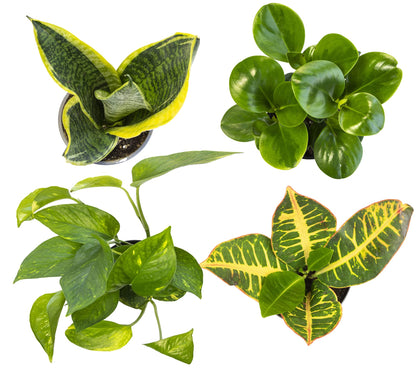 Altman Plants Live Houseplants (6PK), Indoor Plants for Delivery Prime, Live Plants & Essential Houseplant Collection (4PK) Live Plants Indoor Plants Live Houseplants in Plant Pots, Easy House