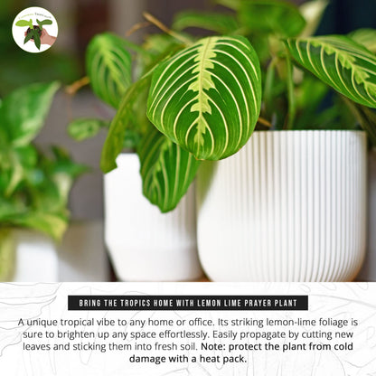 California Tropicals Lemon Lime Prayer Plant - Maranta - Rare Variety Live House Plant - Tropical Decor - Unique Real Plants Interior Garden Outdoors Supplies - Small Pot - 4 Inch Potting Decor