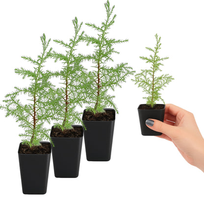 My Shelfie – Arizona Cypress Bonsai Starter Tree (Cupressus arizonica), Live Evergreen Plant for Indoor or Outdoor Bonsai Forest Garden, Home & Living Room Décor (3)